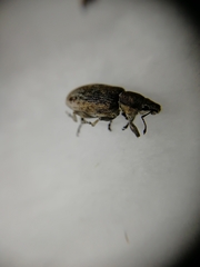 Tanymecus palliatus