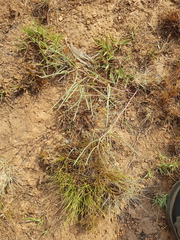 Asclepias stellifera