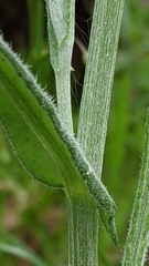 Senecio quadridentatus
