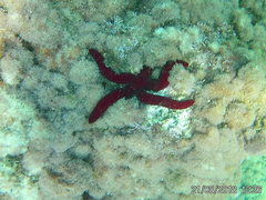 Ophidiaster ophidianus