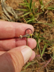 Asclepias stellifera