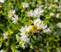 Sphaerophoria contigua