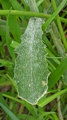 Senecio quadridentatus