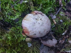 Rubroboletus lupinus
