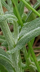 Senecio quadridentatus