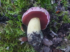 Rubroboletus lupinus