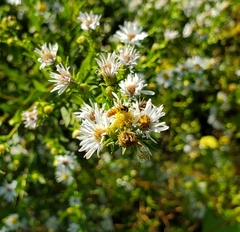 Sphaerophoria contigua