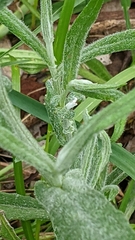 Senecio quadridentatus