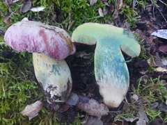Rubroboletus lupinus
