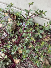 Portulaca oleracea