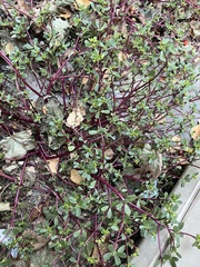 Portulaca oleracea