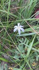 Zephyranthes