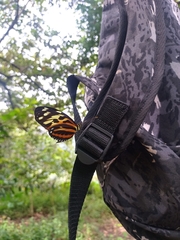 Nymphalidae