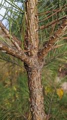 Pinus sylvestris