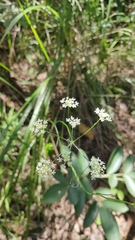 Trachydium cambodgianum