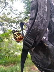 Nymphalidae