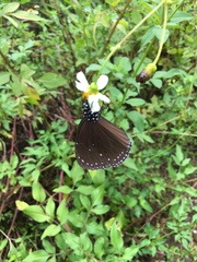 Euploea tulliolus koxinga