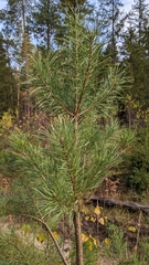Pinus sylvestris