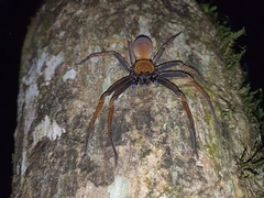 Heteropoda tetrica