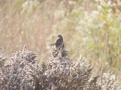 Spizelloides arborea