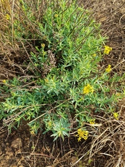 Lasiosiphon capitatus