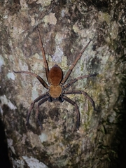 Heteropoda tetrica