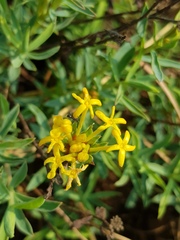 Lasiosiphon capitatus