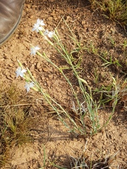 Dianthus mooiensis