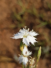Dianthus mooiensis