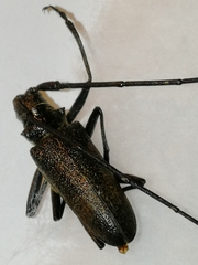 Monochamus sutor