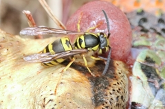 Vespula koreensis