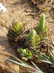 Crassula capitella nodulosa