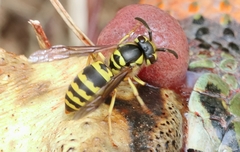 Vespula koreensis