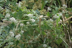 Mikania scandens
