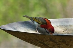 Anaplectes rubriceps