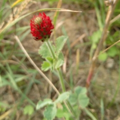 Trifolium incarnatum
