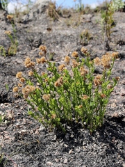 Chromolaena revoluta