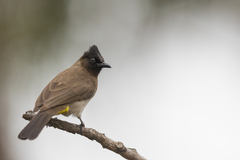 Pycnonotus barbatus layardi