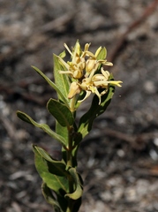 Oxypetalum capitatum