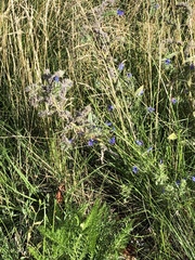 Echium vulgare