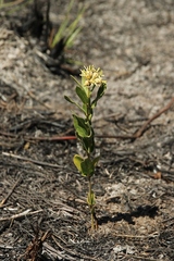 Oxypetalum capitatum