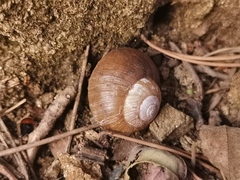 Acusta