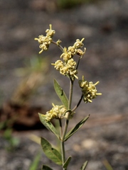 Oxypetalum capitatum