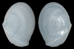 Tellinidae
