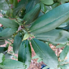 Rhododendron catawbiense