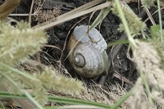 Pomacea canaliculata