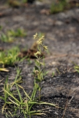Oxypetalum capitatum