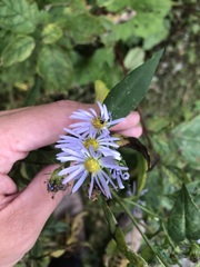 Symphyotrichum novi-belgii novi-belgii