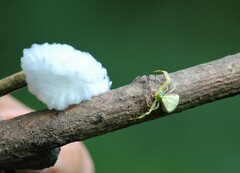 Misumenoides