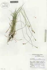 Carex retroflexa